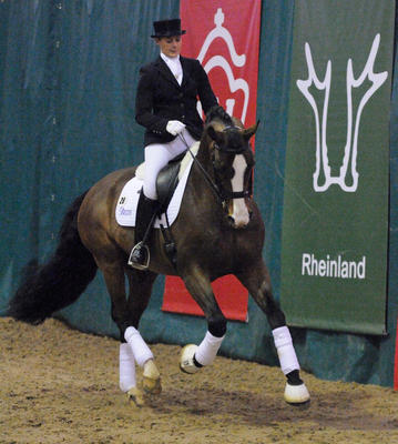 Furst Grandios Dressage Stallion